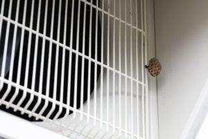 エアコンの室外機に蜂の巣を見つけた時の駆除方法をご紹介