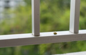 【マンション清掃】秋はカメムシが増える季節！共用部の害虫対策とは