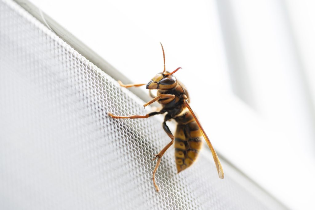 室外機に蜂の巣を作らせない対策