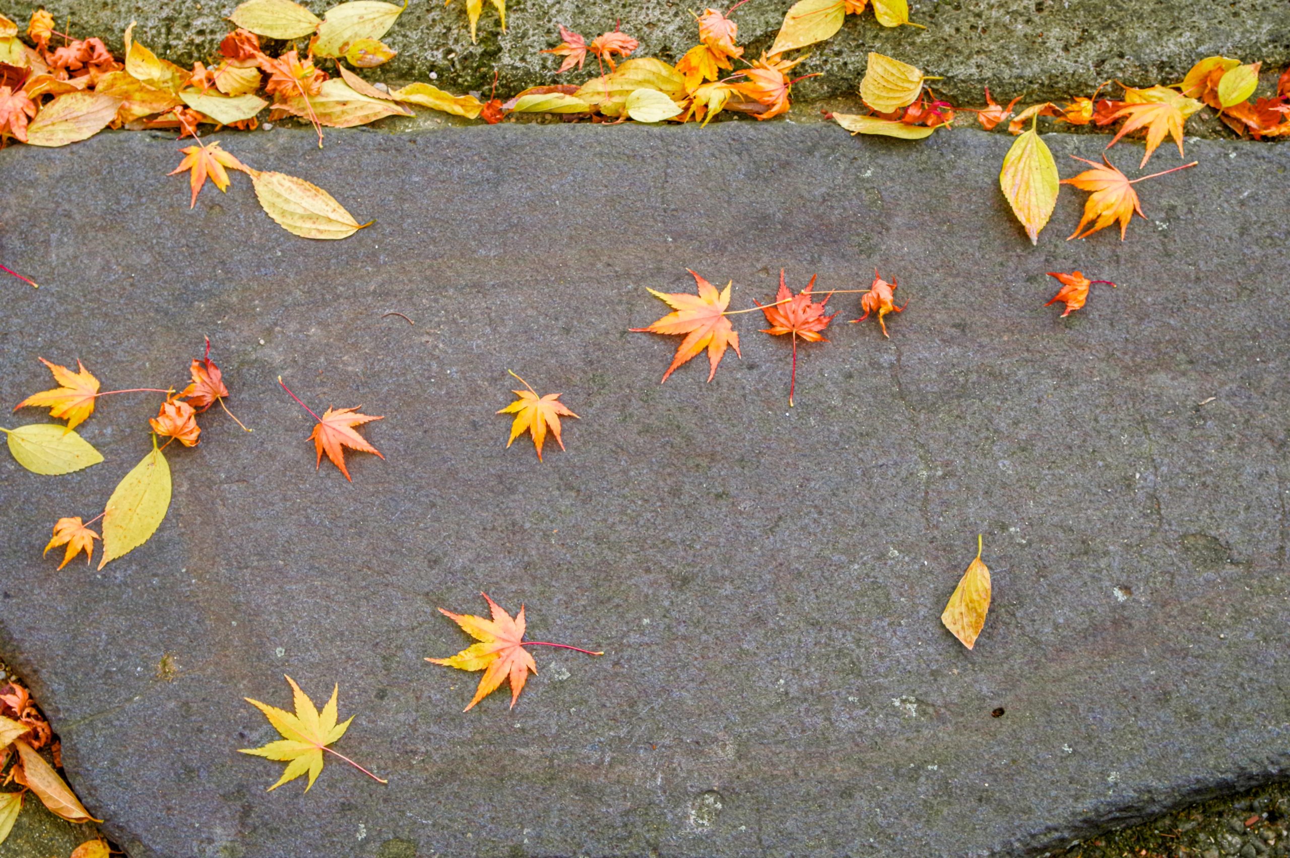 マンション周辺の落ち葉の清掃