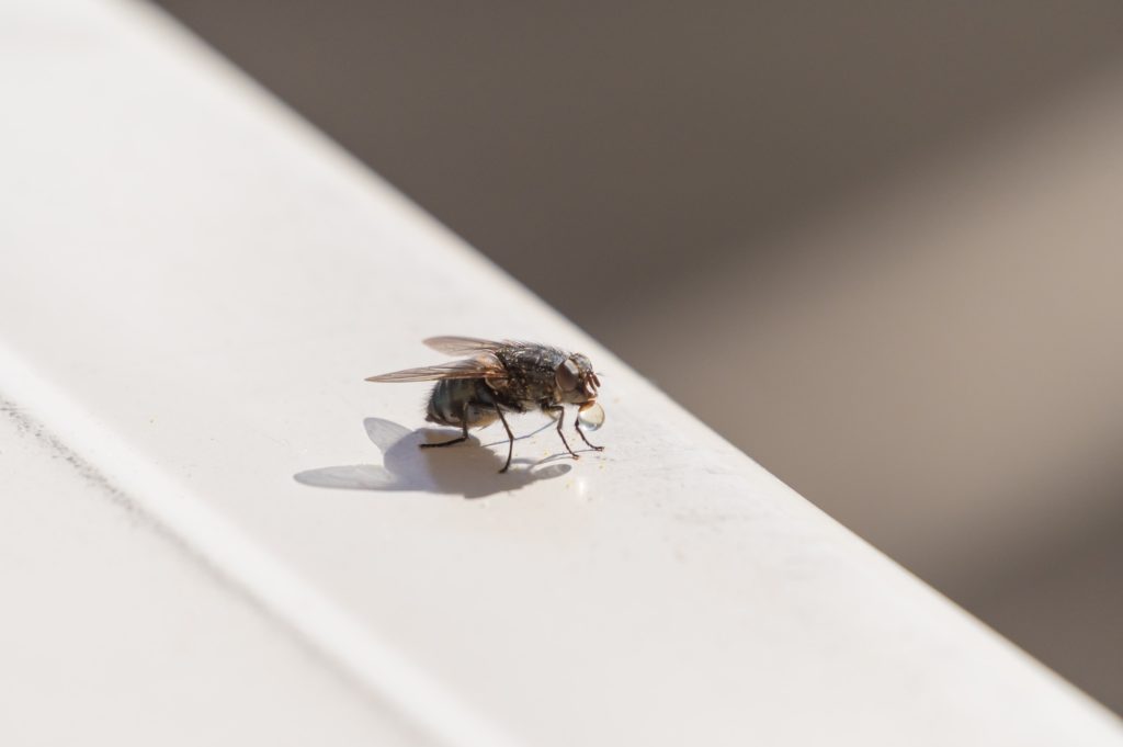 10046_00155_2 マンションで発生しやすい害虫