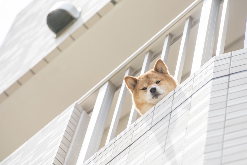 ペット可マンションでのトラブル
