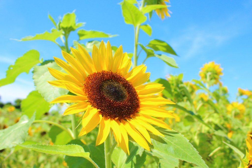 暑い夏