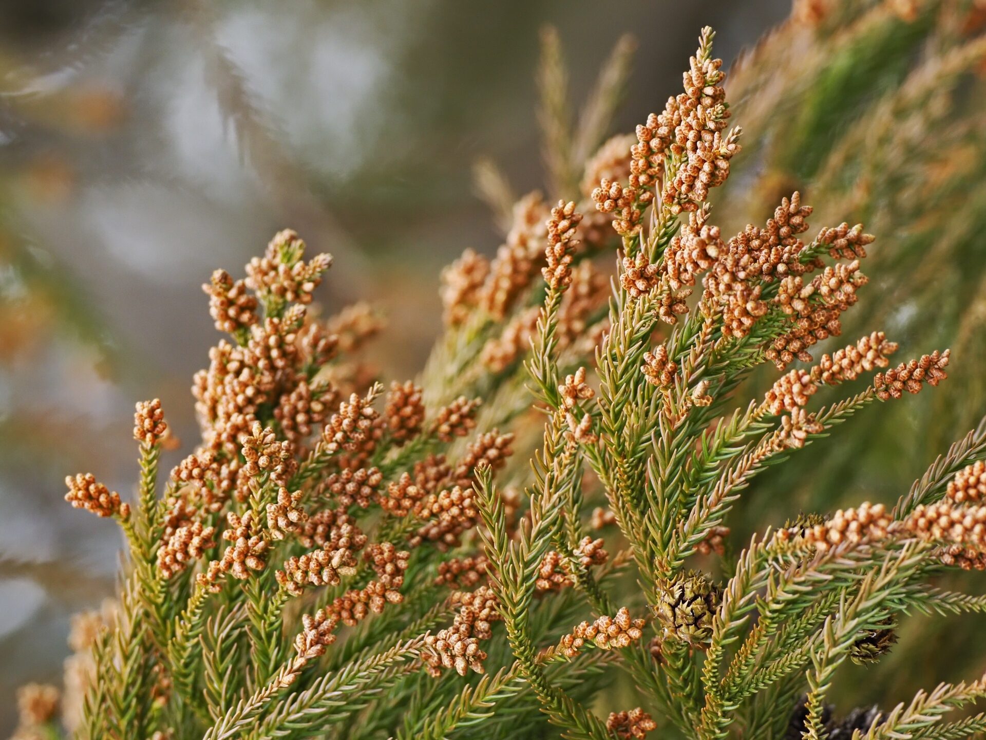 花粉症の原因と対策