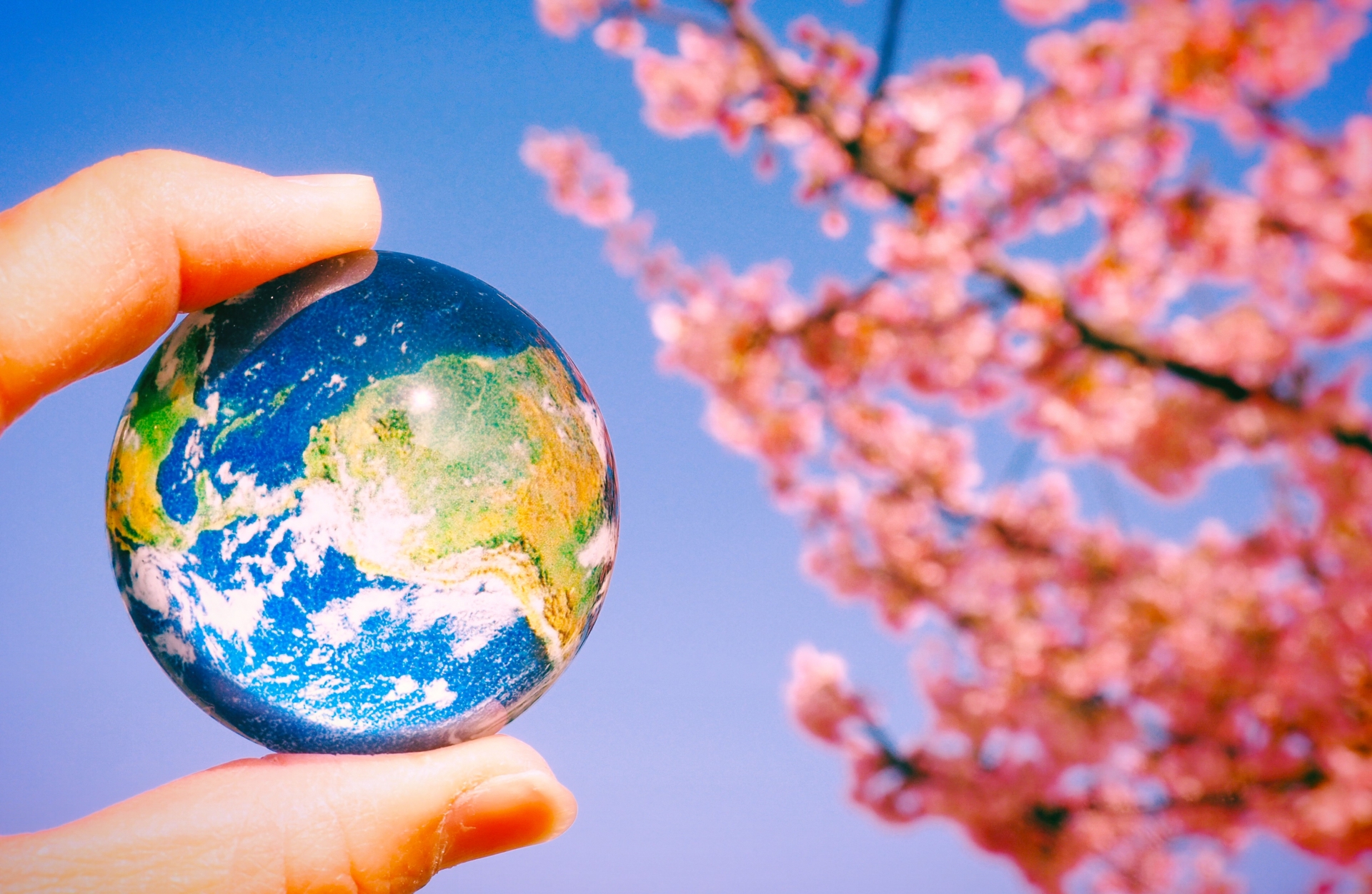 地球温暖化による桜や生活への影響